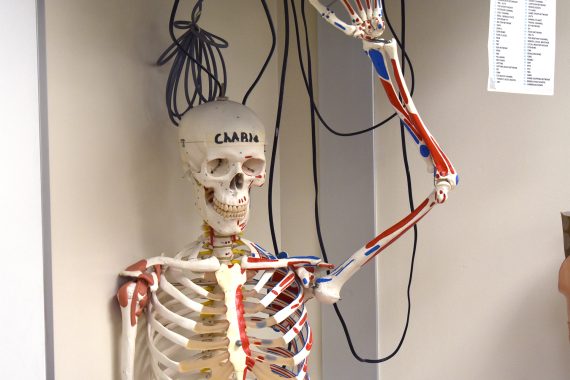 An educational skeleton with the name "Charlie" written across its forehead